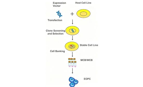 CHO Cell Genetic Stability Analysis (Plus: Upcoming CGT Biosafety Solutions Schedule Preview!)