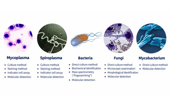 Purity Testing of CHO Cells and CHO-Derived Products