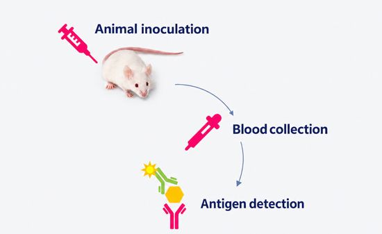 CHO Cell Safety Testing